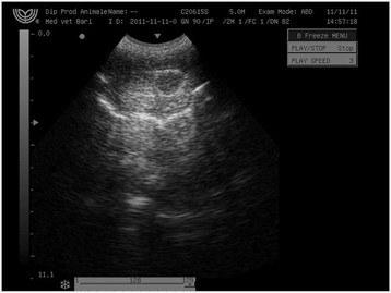 Calchlorin, nonsurgical dog sterilization