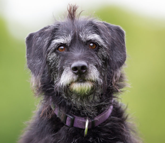 Veterinarians debate impact of spay/neuter