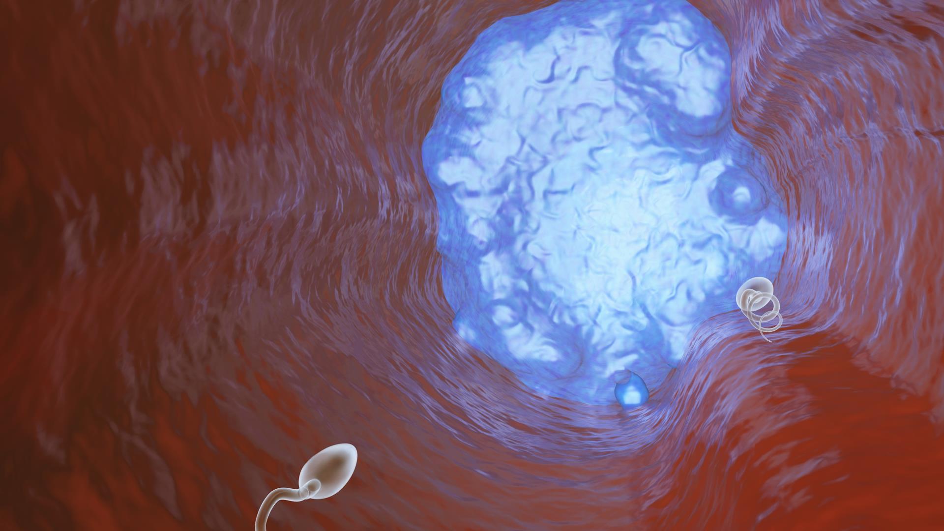 New Vasalgel animated video provides inside view