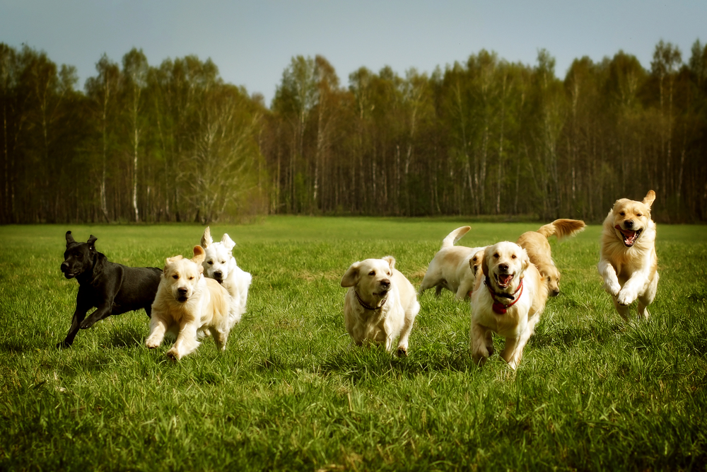 Understanding hemangiosarcoma in Golden Retrievers