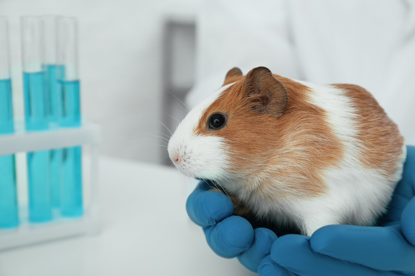 Grant to improve animal welfare