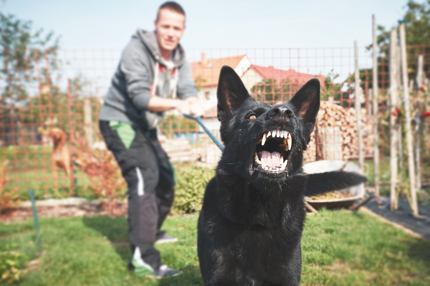 Study contradicts assumptions about hormones and aggressiveness in dogs