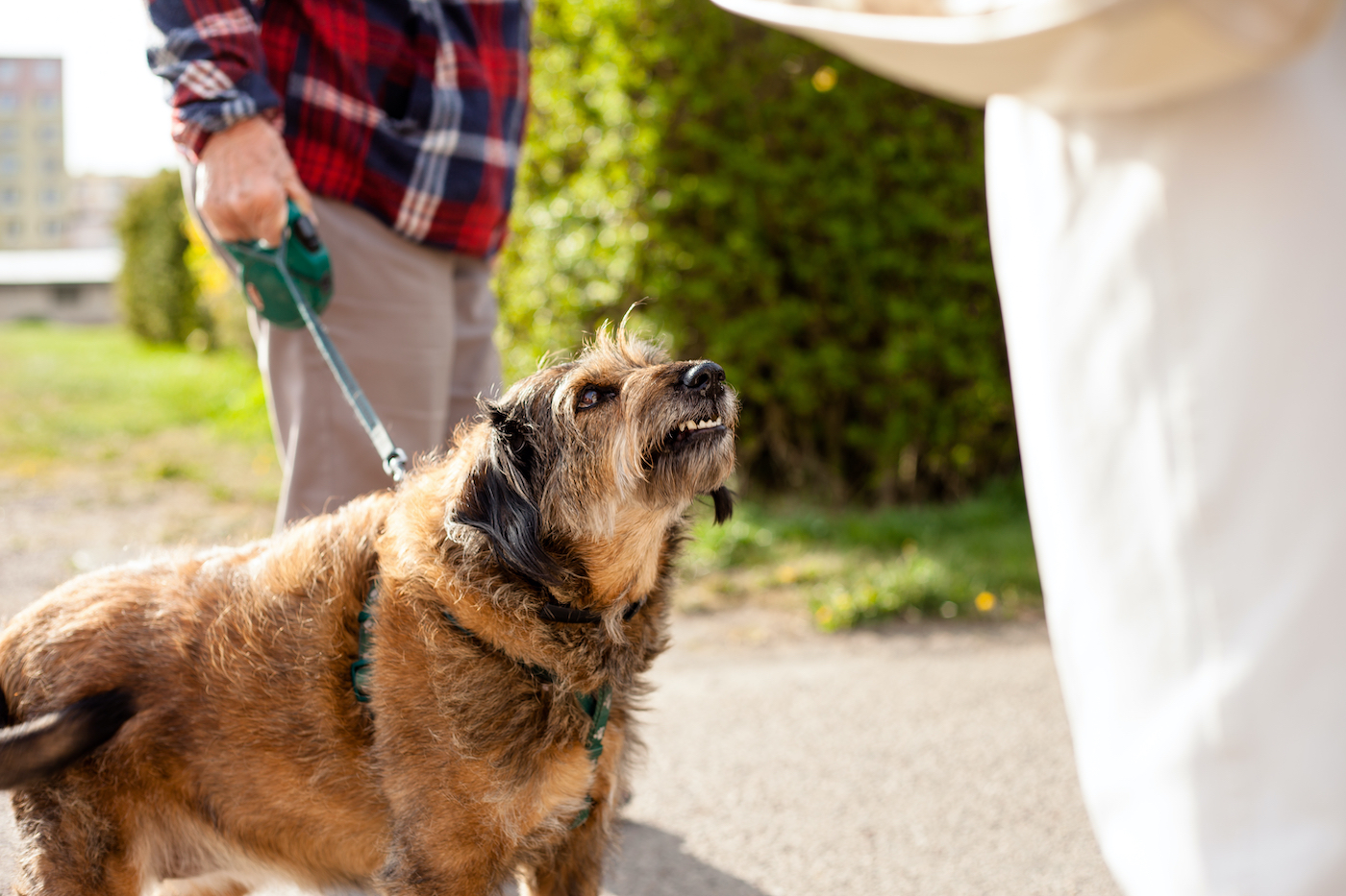 How to avoid aggression (and other problems) at the dog park