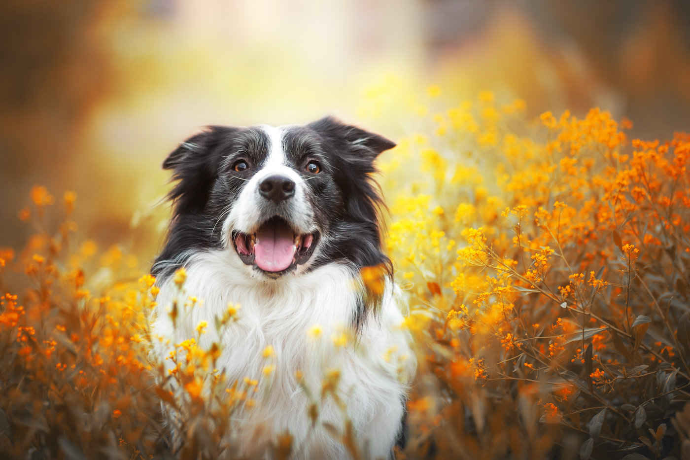 Time to consider alternatives to surgical spay and neuter