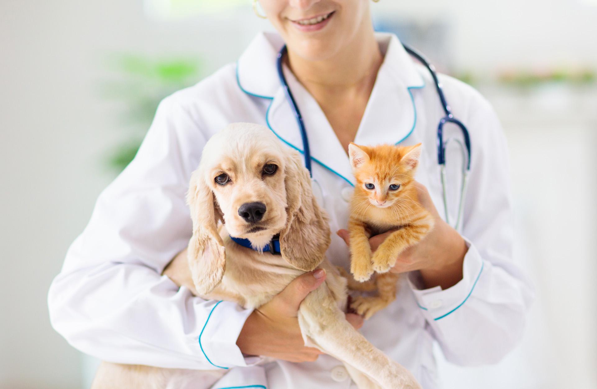 Alternatives to spay and neuter in dogs — and cats, too?