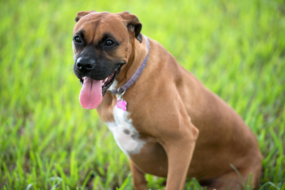Spayed female dogs at higher risk of brain tumors