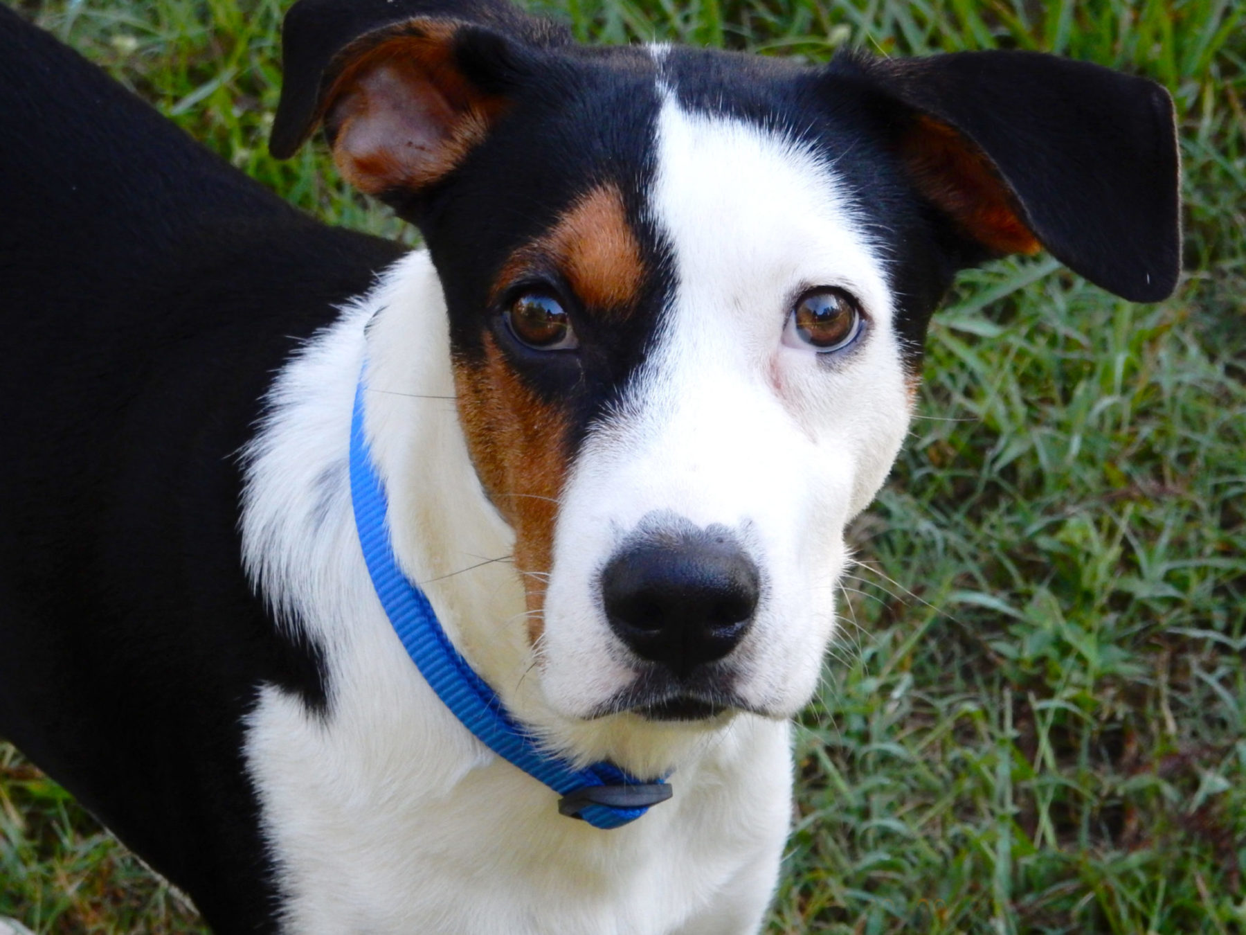 Hormone restoration therapy for a neutered male dog