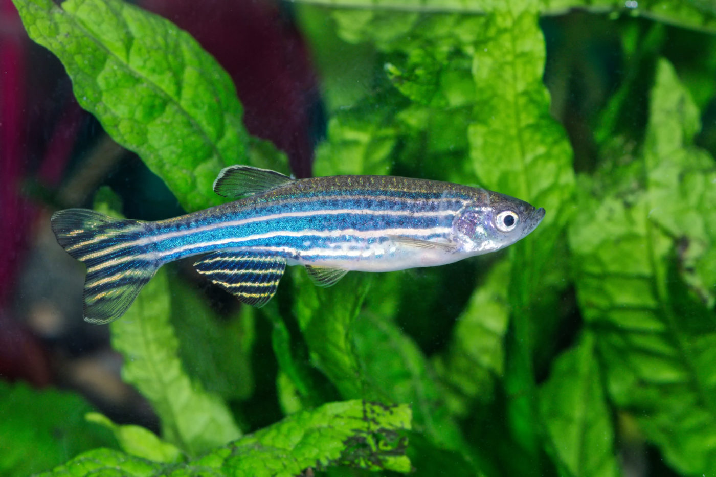 New idea for laboratory fish enrichment