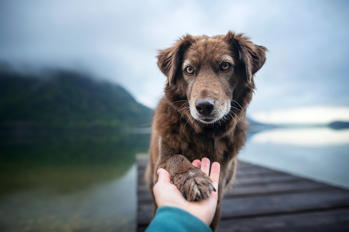 First study on health outcomes of canine hormone-sparing sterilization