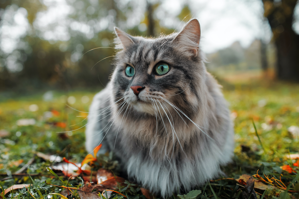New cat sterilization method: epididymectomy