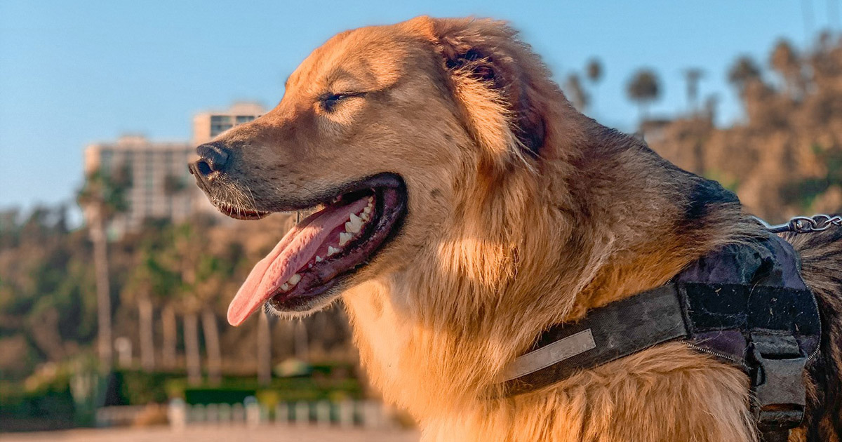 Testosterone therapy stops dog’s seizures