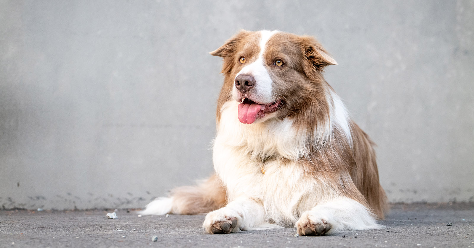 Veterinarian raises awareness about the benefits of hormones