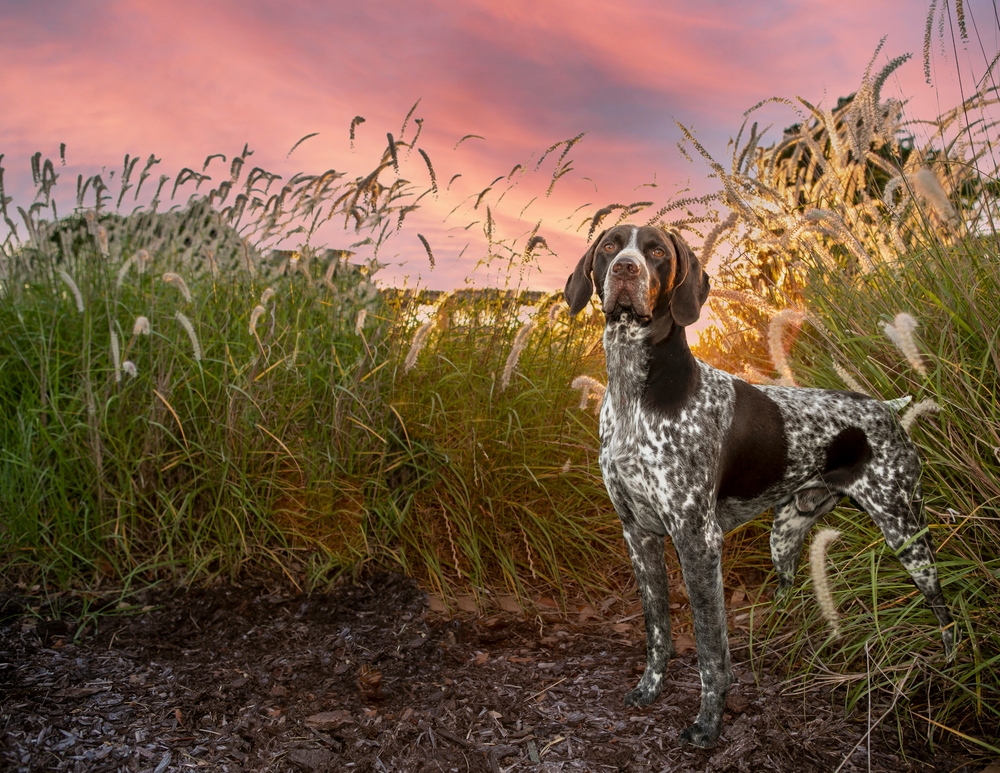 Additional support for delaying spay/neuter in large-breed dogs