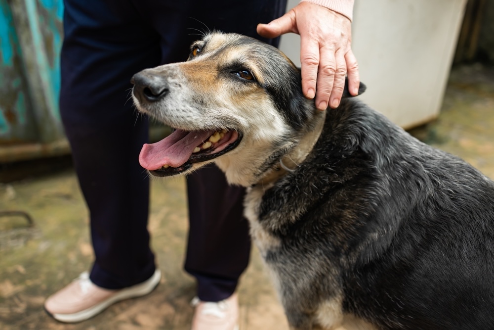 Noninvasive methods to evaluate canine BPH
