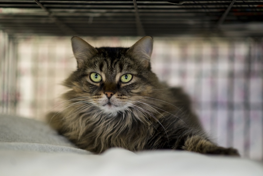 Breakthrough cat contraceptive with a single shot